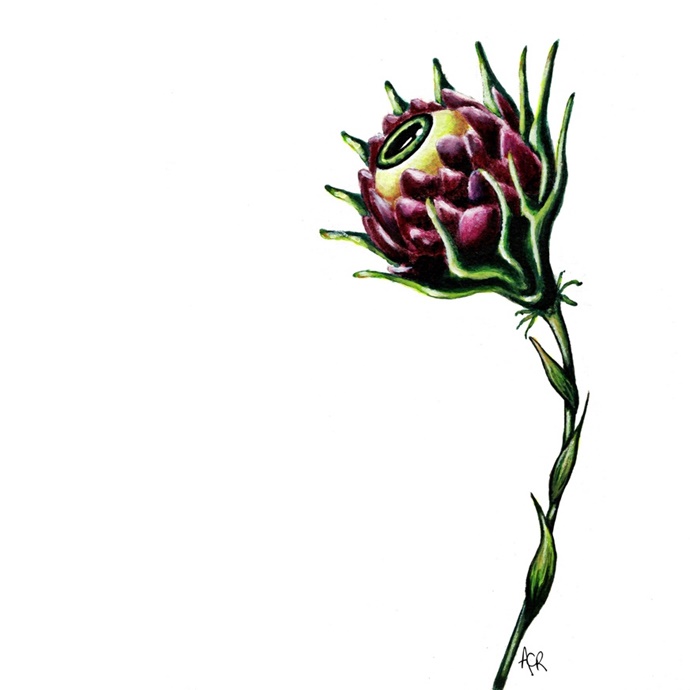 ~ Eye-flower n°13 ~